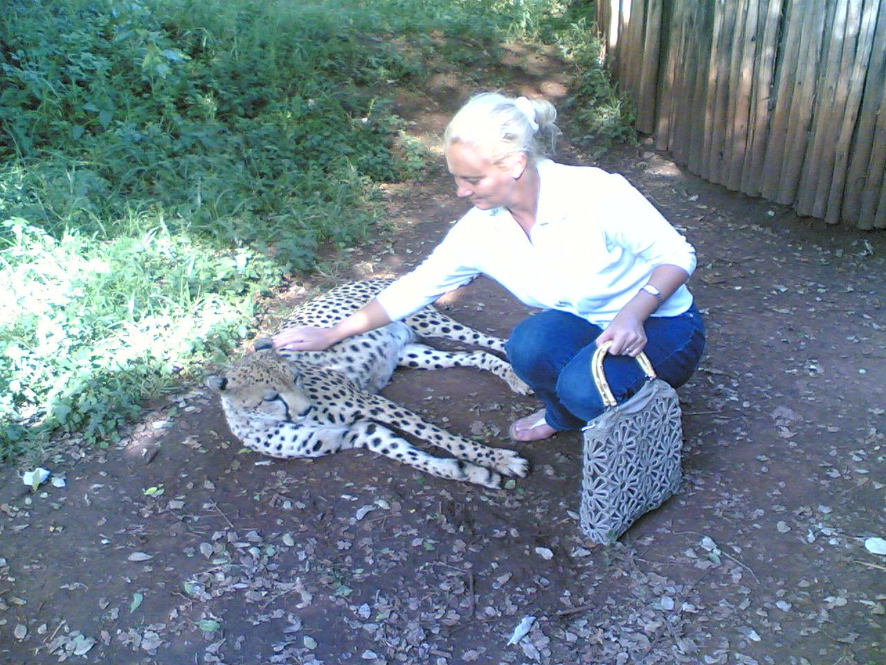 Satu Bianchi dimostra calma e rispetto anche a stretto contatto con un ghepardo, metafora della sua capacità di gestire situazioni complesse.